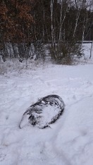 Foto: Am Waldrand entsorgter Tierkadaver 