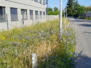 Foto: Biolofgische Vielfalt auf dem Grünstreifen 