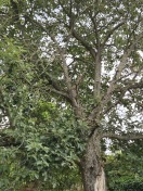 Foto: Kranker Baum 