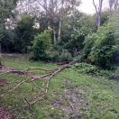Foto: Baum umgestürzt 