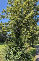 Foto: Wassermangel Straßenbäume 