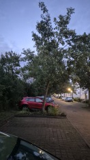 Foto: Schräger Baum 