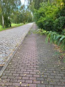 Wriezen: Zugewachsener Gehweg  Foto: Zugewachsener Gehweg