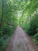 Foto: Weg wächst zu 