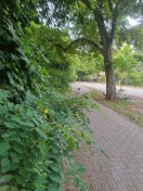 Foto: Zugewachsene Wege 