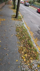 Foto: ungepflegter Gehweg und ungepflegter Baumbestand  