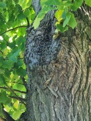 Foto: Bienenvolk unter den Linden in Gehren 