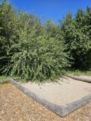 Foto: Vegetation überwuchert Sandkasten  