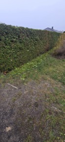 Foto: Grünschnitt entsorgt 