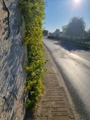 Foto: Gehweg wächst zu 