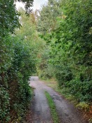 Foto: Weg wächst zu  