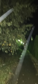 Foto: Baum ragt auf den Weg und müsste geschnitten werden 