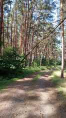 Foto: Baum umgekippt und liegt auf einer Freileitung. 