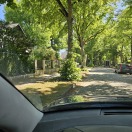 Foto: Dtockausschläge der Straßenbäume 
