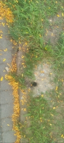 Foto: Löcher am straßenrand 