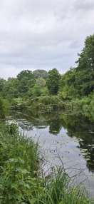 Foto: Baum auf Treidelweg  