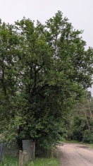 Foto: überwucherter Baum bedroht die Internetleitung 