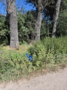 Foto: Müll im Gebüsch 