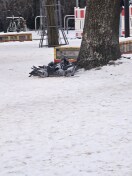 Foto: Taubenfütterung am S Bahnhof Teltow Satdt 