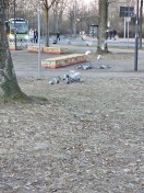 Foto: Futterstelle Tauben 