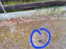 Foto: Loch im Gehweg bzw Einfahrt 