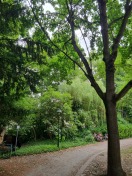 Foto: Große Totholzäste  