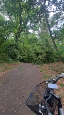 Foto: Baum blockiert Radweg 