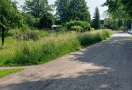 Foto: Zugewachsen 