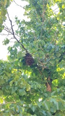 Foto: Bienen/Wespen im Baum 