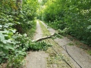Foto: Weg zwischen Prierow und Rietzneuendorf - umgestürzte Bäume 