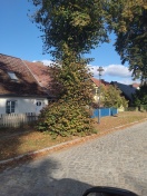 Foto: Wassertriebe ragen in die Straße  