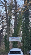 Foto: Beschädigung der Bäume  