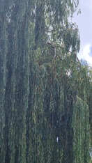 Foto: Sturmschaden, Ast angebrochen über Gehweg 