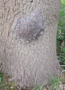 Foto: Eichen-Prozessionsspinner 