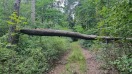 Foto: Baum 