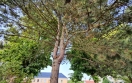 Foto: Tote Äste  