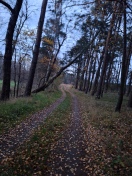 Foto: fast umgestürzter Baum Bolschwitz  