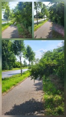 Foto: Äste/Strauchwerk am Fahrradweg Golßen nach Landwehr 