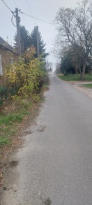 Foto: Büsche wachsen in die Straße  