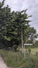 Foto: Eingewachsene Straßenlaterne 