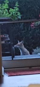 Foto: Fuchs regelmäßig auf den Gartenterassen 