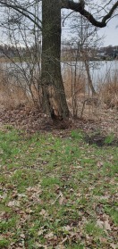 Foto: Baum  &quot;freigelegt&quot; teilweise ausgehöhlt  