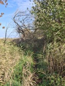 Foto: 3 umgestürzte Bäume auf Radweg R3 