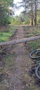 Foto: Umgestürzter Baum auf dem 66 Seen Wanderweg  