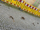 Foto: Pferde-kot  