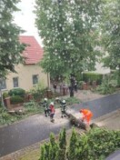 Foto: Baumstumpf auf bzw.an dem Fußweg 