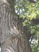 Foto: Baum  