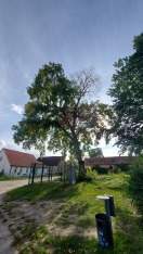Foto: Sterbender Baum 