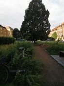 Foto: Zugewucherter Platz  