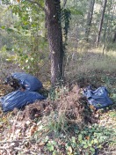 Foto: Müll im Wald 